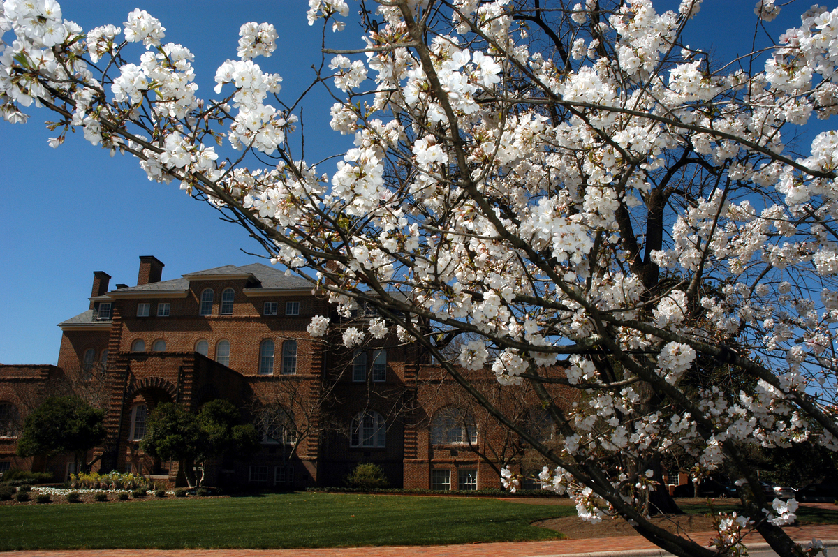 Cherry trees blossom in front of Holladay Hall.    photo by Roger Winstead